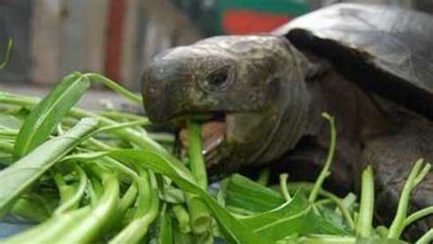 烏龜可以吃什麼